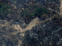 Duh, Hutan Amazon Membara karena Kebakaran Hutan