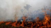 Api Membara di Hutan Kanada: Kisah Keberanian dan Kehilangan di Tengah Kebakaran Dahsyat