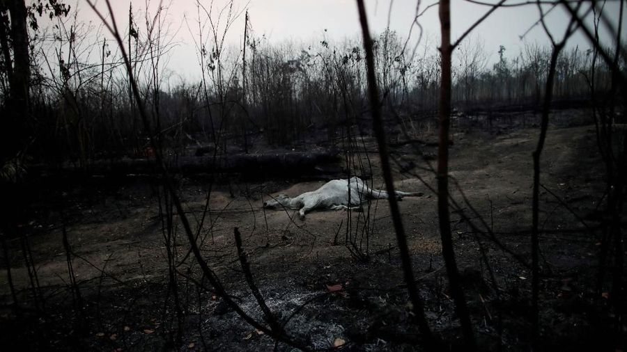 Juli lalu, Amazon telah kehilangan lahan seluas 1.345 kilometer persegi akibat kebakaran hutan.