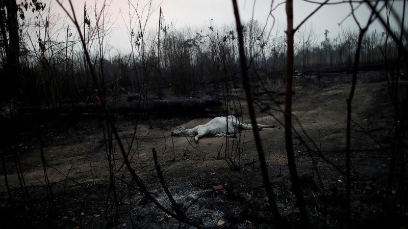 Juli lalu, Amazon telah kehilangan lahan seluas 1.345 kilometer persegi akibat kebakaran hutan.
