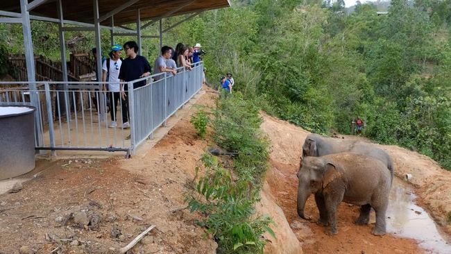 Thailand Memulai Era Safari Gajah yang Lebih Manusiawi