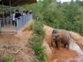 Thailand Memulai Era Safari Gajah yang Lebih Manusiawi
