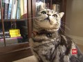 VIDEO: Peneliti Temukan Vaksin Anti-Alergi Bulu Kucing