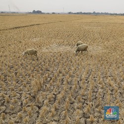 'Petaka Baru' Dimulai, 70.000 Ha Lahan di RI Kena Efeknya