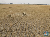 'Petaka Baru' Dimulai, 70.000 Ha Lahan di RI Kena Efeknya