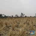 BMKG Ingatkan Ancaman Bahaya Baru, Stok Beras RI Aman?