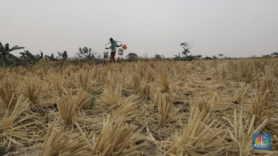 Kemarau panjang yang membuat wilayah di kawasan Cibarusah mengalami kekeringan (CNBC Indonesia/Andrean Kristianto)
