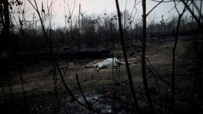 Contoh Teks Eksplanasi Tentang Kebakaran Hutan Dalam Bahasa Inggris