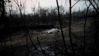 Kebakaran Hutan Amazon Meningkat
