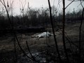 Kebakaran Hutan Amazon Meningkat