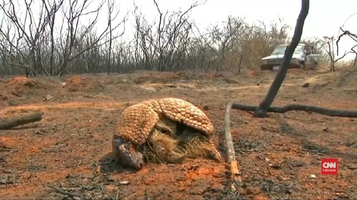 Video Satwa Liar Bolivia Jadi Korban Kebakaran Hutan
