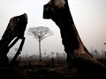 Paus Fransiskus Soroti Negara yang 'Gemar' Rusak Hutan