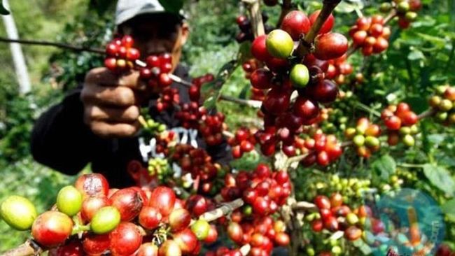 Menilik Peluang Ekspor Kopi Indonesia ke Republik Ceko