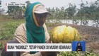 VIDEO: Buah