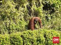 Aktivis Ingatkan Pembangunan Ibu Kota Ancam Habitat Orangutan