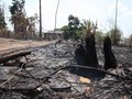 VIDEO: Cerita Suku di Amazon Hadapi Kebakaran Hutan