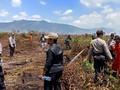 150 Hektare Lahan di Kolaka Timur Terbakar