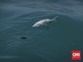 BMKG: Fenomena Ikan Lompat di Gorontalo Bukan Tanda Gempa