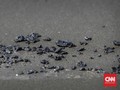 Turis Asing Batal Snorkeling di Bintan Akibat Limbah Minyak