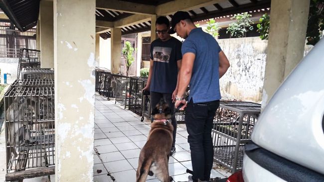 Polisi Periksa Pemilik Anjing Yang Gigit Art Hingga Tewas