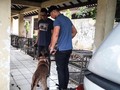 Polisi Periksa Keluarga Pemilik Anjing yang Gigit ART