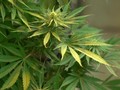 VIDEO: Dua Sisi Industri Ganja di Lesotho