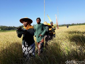 Tradisi Wiwitan, Cara Petani Jawa Mengungkapkan Syukur Saat Musim Panen Tiba