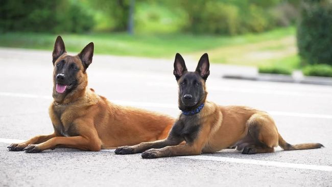 22+ Anjing malinois release