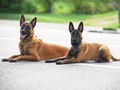 Mengenal Malinois Belgian, Anjing Penggigit ART sampai Tewas