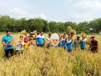 Dibina Medco, Petani Sumsel Panen Padi Miliaran Rupiah