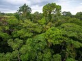 Pohon Tertinggi di Amazon Selamat dari Amukan Api