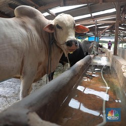 Lebih Murah, Susu Ikan Bisa Bikin Program Prabowo Hemat Rp23 Miliar