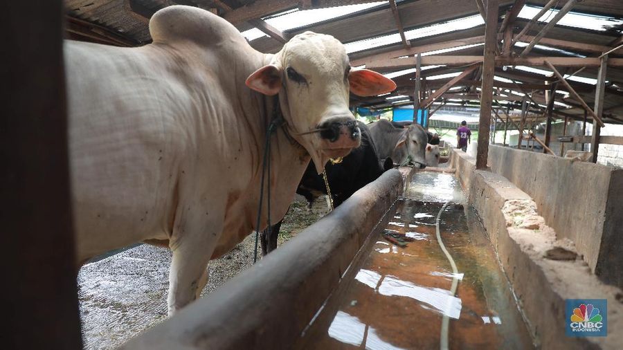 Proses pengolahan biogas di peternakan sapi milik Pondok Pesantren Assyafaat, Depok, Jawa Barat, Kamis (5/9). Dalam sehari kotoran sapi yang dihabiskan mencapai 25-30kg, untuk memenuhi kebutuhan memasak di peternakan tersebut. Untuk menghasilkan biogas dari kotoran sapi, Pak syarif melakukan persiapan seperti menghitung kebutuhan energi, menentukan model digester, membuat filter gas, membuat bahan baku isian. Semua itu harus harus dipenuhi agar dapat memproduksi biogas secara efisien dan hemat. Cara kerja biodigester untuk menghasilkan gas metan adalah sebagai berikut. Pertama, kotoran sapi dialirkan dari kandang ke kolam melalui got atau pipa. Kemudian kotoran sapi itu dicampur air dengan perbandingan 1:1 guna mengencerkan kotoran. Lalu, kotoran itu dimasukkan ke dalam reaktor berbentuk bulat untuk difermentasi, hingga mengeluarkan gas metan. Jika dikalkulasikan, ia dapat menghemat Rp 300 ribu per bulan. (CNBC Indonesia/Muhammad Sabki)
