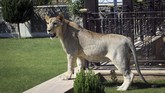 Leo, singa berusia 15 bulan milik Kurdi Sheikh Blend Mamoon, berada di kebun rumah di Duhok, Irak. (REUTERS/Ari Jalal)
