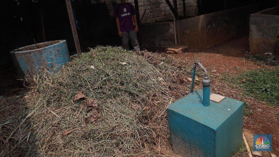 Proses pengolahan biogas di peternakan sapi milik Pondok Pesantren Assyafaat, Depok, Jawa Barat, Kamis (5/9). Dalam sehari kotoran sapi yang dihabiskan mencapai 25-30kg, untuk memenuhi kebutuhan memasak di peternakan tersebut. Untuk menghasilkan biogas dari kotoran sapi, Pak syarif melakukan persiapan seperti menghitung kebutuhan energi, menentukan model digester, membuat filter gas, membuat bahan baku isian. Semua itu harus harus dipenuhi agar dapat memproduksi biogas secara efisien dan hemat. Cara kerja biodigester untuk menghasilkan gas metan adalah sebagai berikut. Pertama, kotoran sapi dialirkan dari kandang ke kolam melalui got atau pipa. Kemudian kotoran sapi itu dicampur air dengan perbandingan 1:1 guna mengencerkan kotoran. Lalu, kotoran itu dimasukkan ke dalam reaktor berbentuk bulat untuk difermentasi, hingga mengeluarkan gas metan. Jika dikalkulasikan, ia dapat menghemat Rp 300 ribu per bulan. (CNBC Indonesia/Muhammad Sabki)