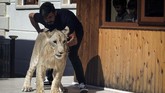 Singa muda dijual seharga US$400 atau sekitar Rp5,6 juta, sedangkan untuk singa yang lebih tua dengan badan besar, harganya mencapai US$7.000 atau Rp99 juta. (REUTERS/Ari Jalal)