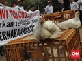 400 Peternak Ayam Satroni Menko Darmin Gara-gara Harga Anjlok