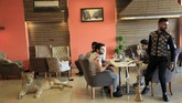Beberapa bulan terakhir permintaan Singa di Irak terus meningkat. Singa dijadikan status sosial oleh sejumlah kalangan. (REUTERS/Ari Jalal)