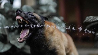 Pitbull dan 9 Anjing Lain yang Kerap Serang Manusia