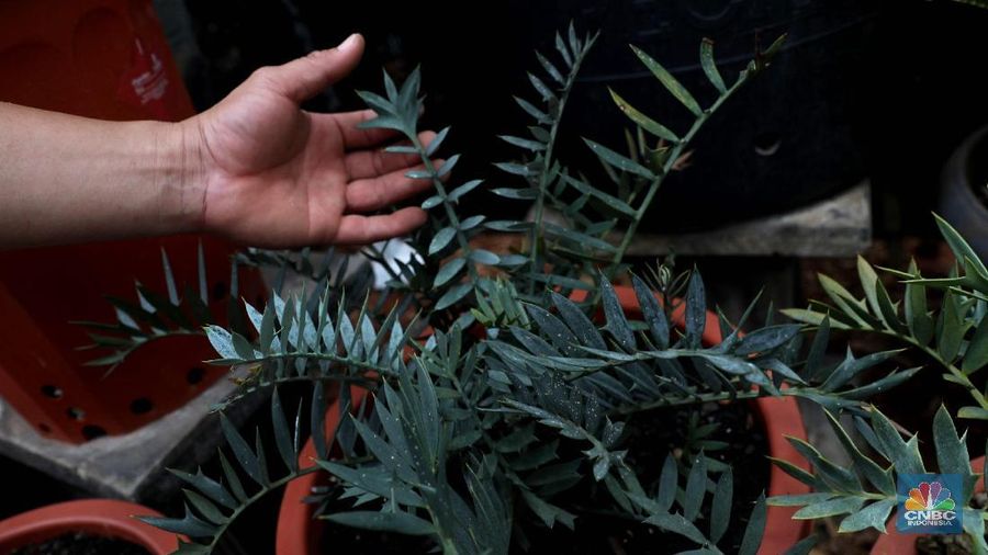 Bonsai dari jenis pohon kimeng atau Ficus microcarpa dari Taiwan ini disebut milik pedagang asal Jakarta Barat yang di jual seharga Rp 800 juta di gelaran pameran Flona 2019, Jakarta, Jumat (6/9). bonsai kimeng sebenarnya biasa dikategorikan di bawah kategori jenis bonsai beringin. Maka nama lengkap jenis yang satu ini sebenarnya adalah bonsai beringin kimeng. Sebagaimana tipe beringin pada umumnya yang dijadikan tanaman hias, maka untuk yang satu ini pun Anda akan menemukan tampilan yang memukau lengkap dengan rimbun daun berwarna hijau. Pohon Palem ini berbeda dengan palem botol pada umumnya karena memiliki cabang 4, menurut penjualnya tanaman ini susah ditemukan. Tanaman yang dinamakan Palem Botol Cabang ini dijual dengan harga Rp 150 juta. Bentuknya yang unik ini dapat menjadi perindang pekarangan anda yang luas.
Palem botol atau palmiste gargoulette adalah satu di antara jenis tanaman yang biasanya ditanam sebagai tanaman hias pekarangan rumah. (CNBC Indonesia/Muhammad Sabki)