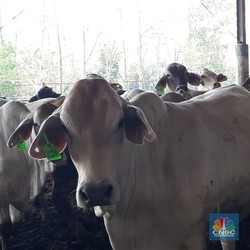 RI Terus-Terusan Impor Daging, Setara 1,7 Juta Sapi/Tahun