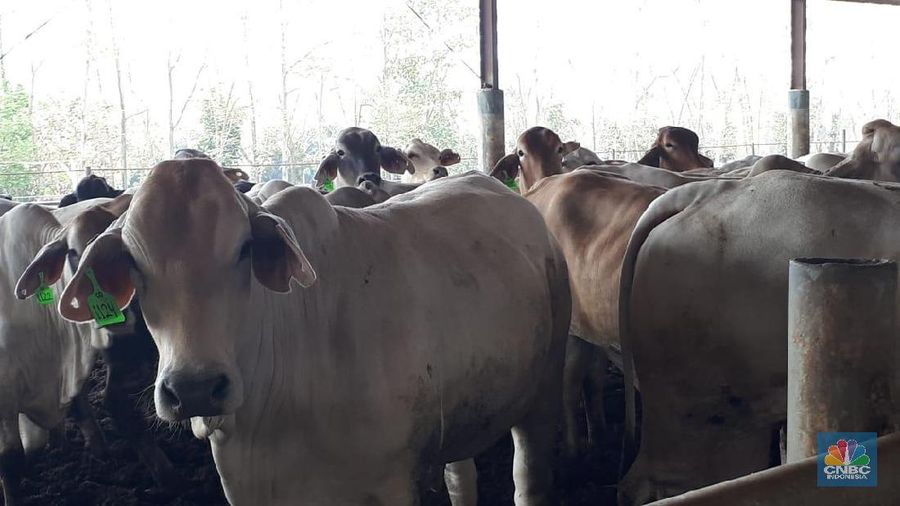 Impor sapi masih dilakukan di tengah klaim populasi sapi yang naik signifikan.