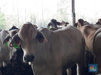 RI Terus-Terusan Impor Daging, Setara 1,7 Juta Sapi/Tahun