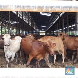Perusahaan Belanda Niat Bangun Peternakan Sapi di RI, Siapa?