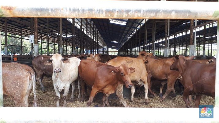 Peternakan Sapi PT. Estika Tata Tiara Tbk (BEEF) (CNBC Indonesia/Irvin Avriano Arief)