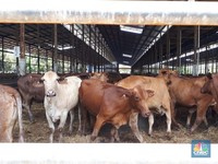 Buwas Buka-bukaan Soal Impor 30 Ribu Ton Daging Sapi Brasil
