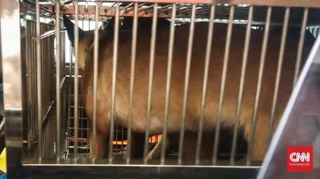 Negatif Rabies Anjing Milik Bima Aryo Diserahkan Ke Unit K9