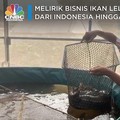 Gizi Lele RI Kalahkan Salmon, Laris Manis di Jepang & Eropa!