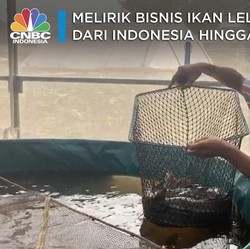 Gizi Lele RI Kalahkan Salmon, Laris Manis di Jepang & Eropa!