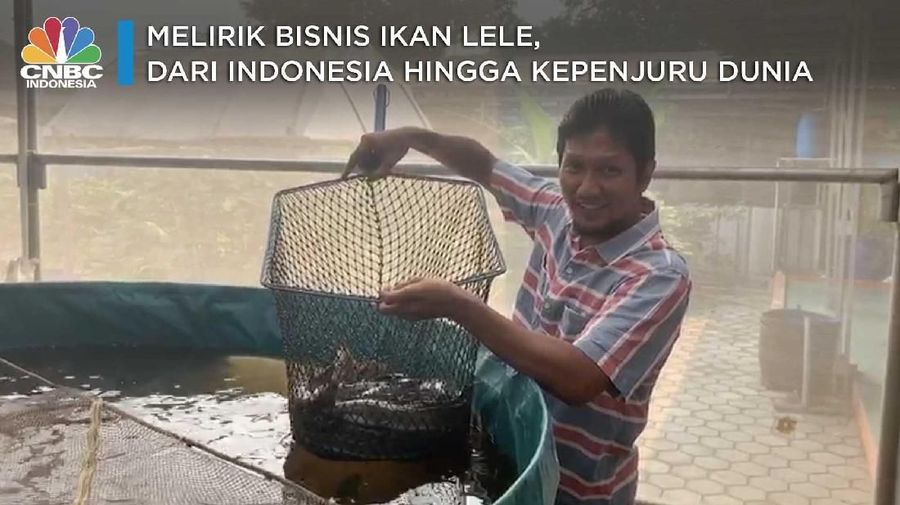 Ternyata, gizi ikan lele lebih kaya dibanding salmon. Laris manis diekspor sampai Eropa. 